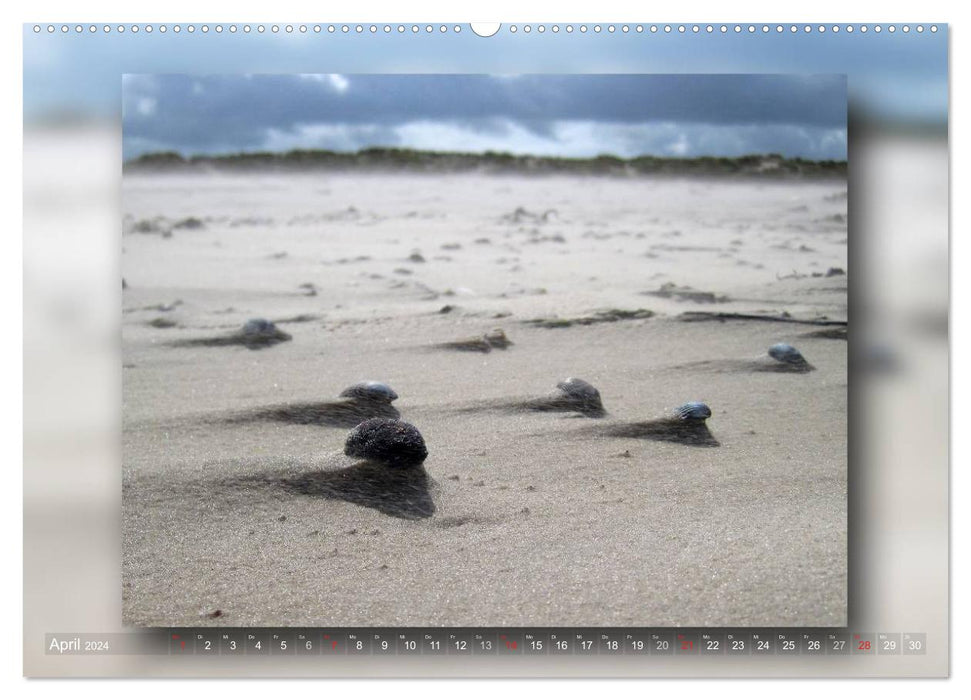Baltrum - Ein Tag am Strand (CALVENDO Premium Wandkalender 2024)
