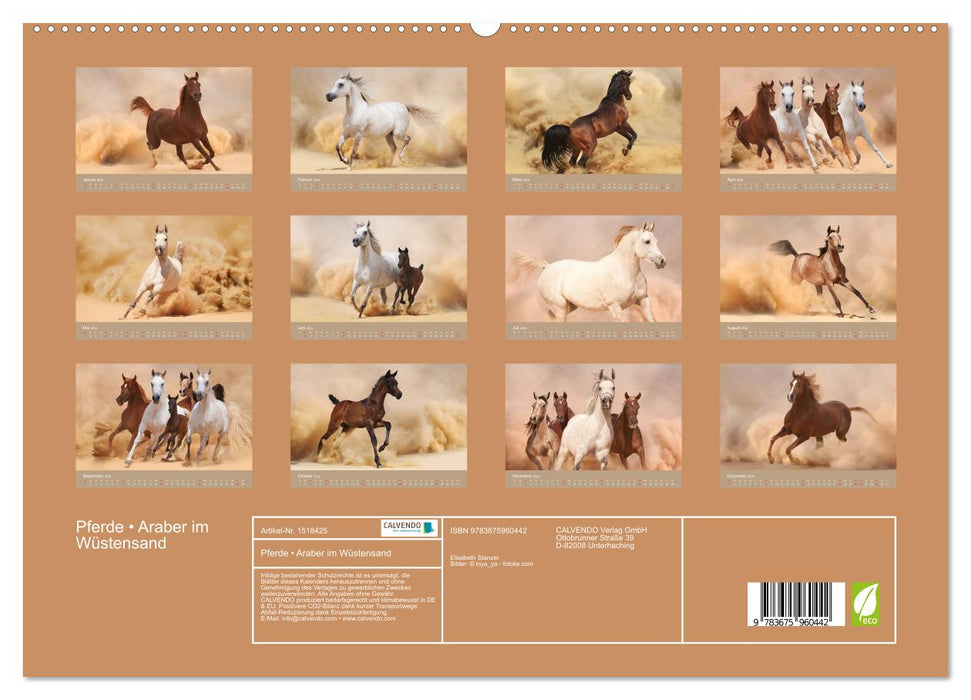 Horses • Arabians in the desert sand (CALVENDO Premium Wall Calendar 2024) 