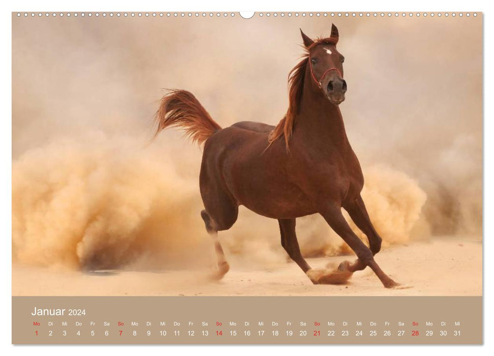 Horses • Arabians in the desert sand (CALVENDO Premium Wall Calendar 2024) 