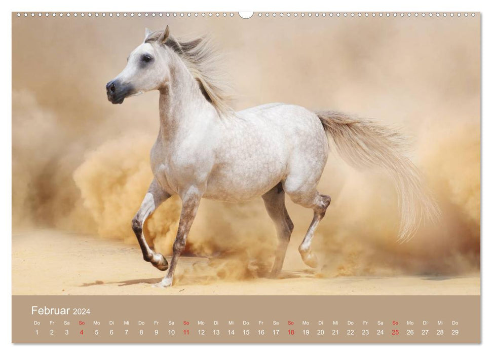 Horses • Arabians in the desert sand (CALVENDO Premium Wall Calendar 2024) 