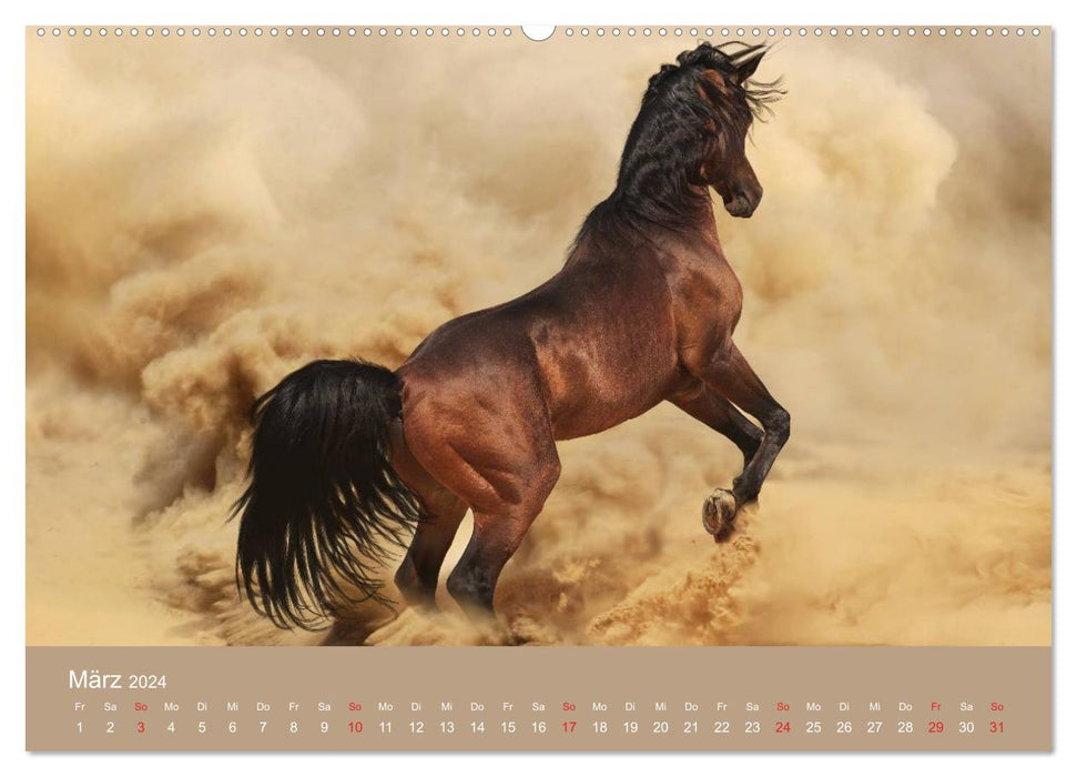 Horses • Arabians in the desert sand (CALVENDO Premium Wall Calendar 2024) 