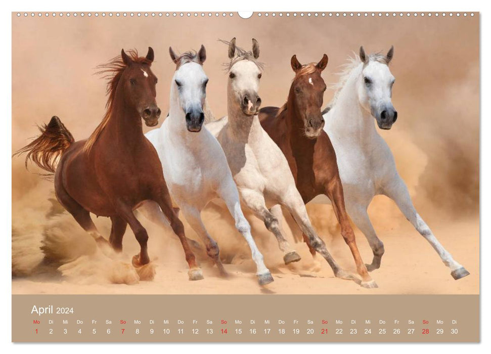 Horses • Arabians in the desert sand (CALVENDO Premium Wall Calendar 2024) 