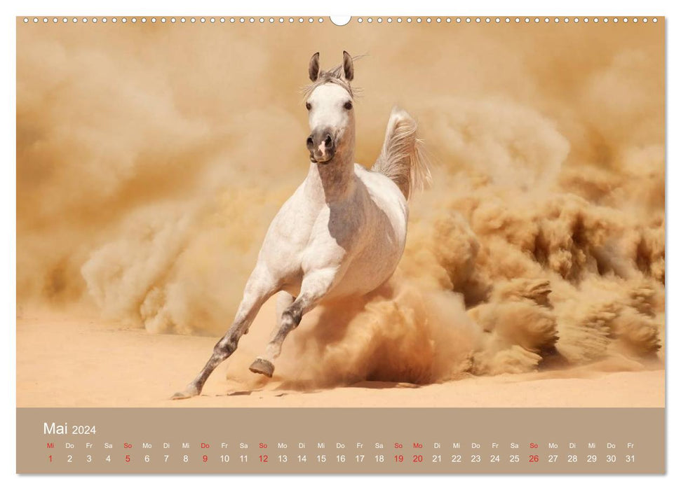 Horses • Arabians in the desert sand (CALVENDO Premium Wall Calendar 2024) 