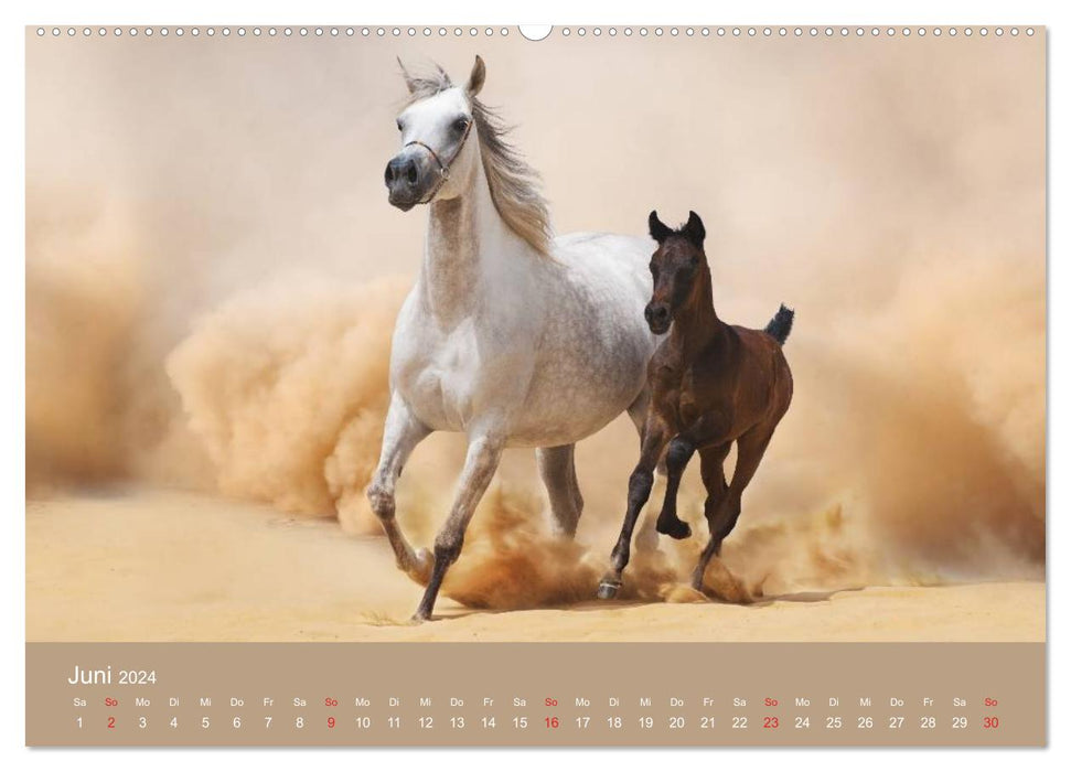 Horses • Arabians in the desert sand (CALVENDO Premium Wall Calendar 2024) 