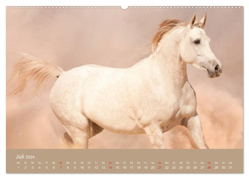 Horses • Arabians in the desert sand (CALVENDO Premium Wall Calendar 2024) 