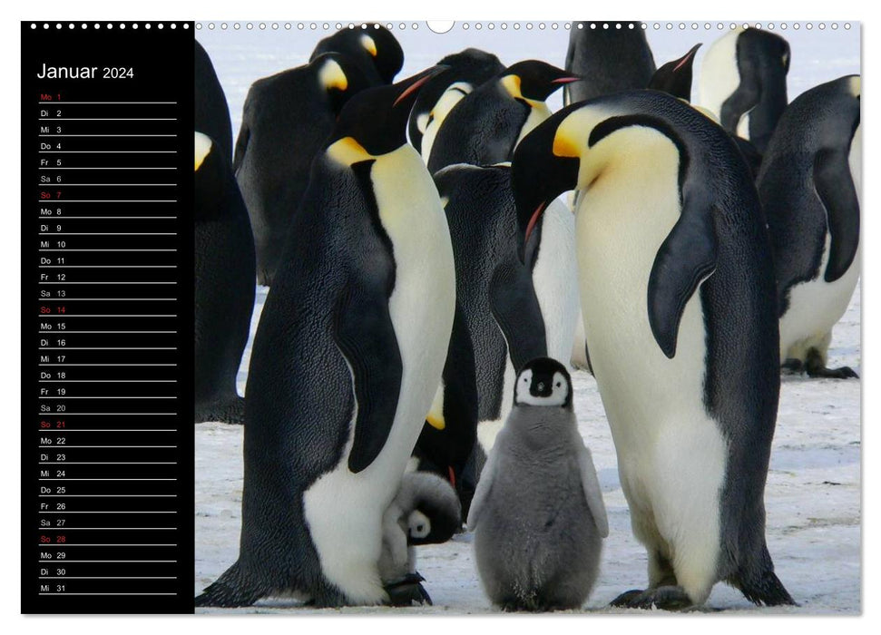 Pinguine - Kaiser- und Königspinguine (CALVENDO Wandkalender 2024)