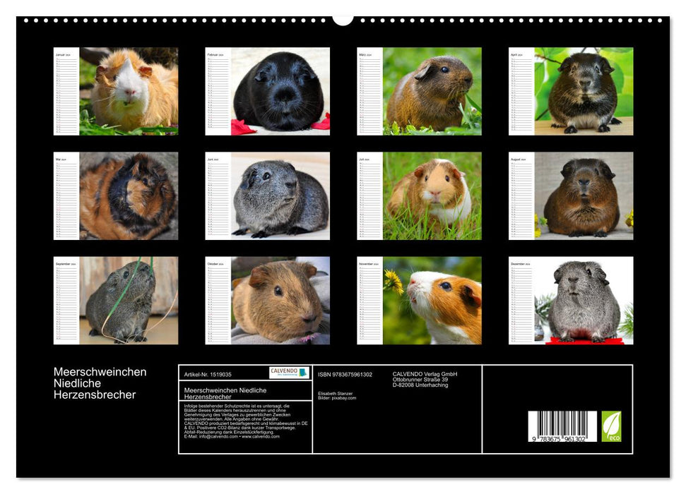 Meerschweinchen Niedliche Herzensbrecher (CALVENDO Premium Wandkalender 2024)