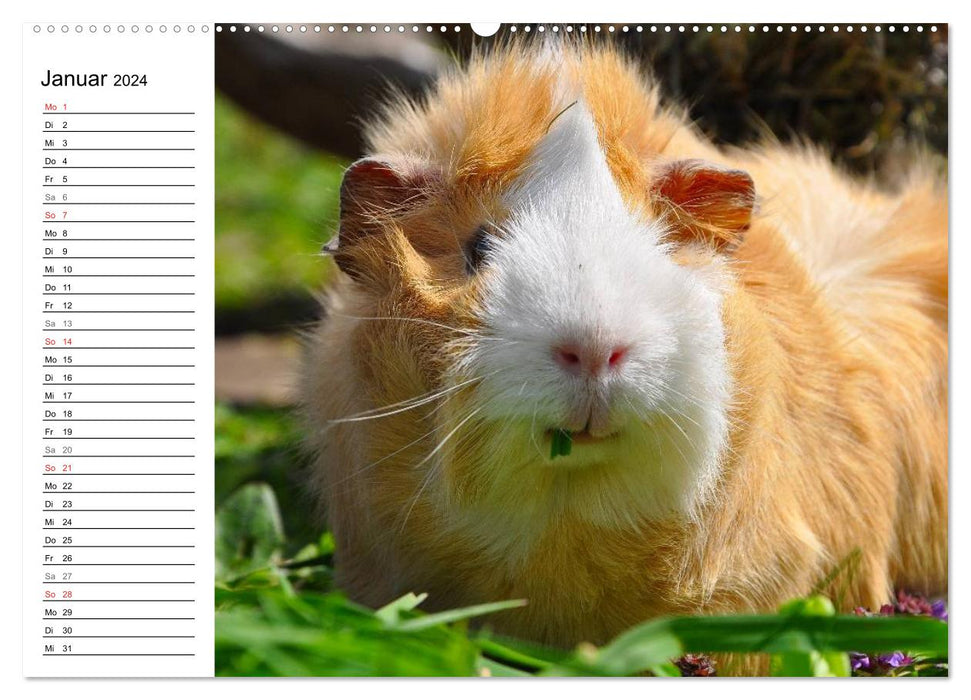Meerschweinchen Niedliche Herzensbrecher (CALVENDO Premium Wandkalender 2024)