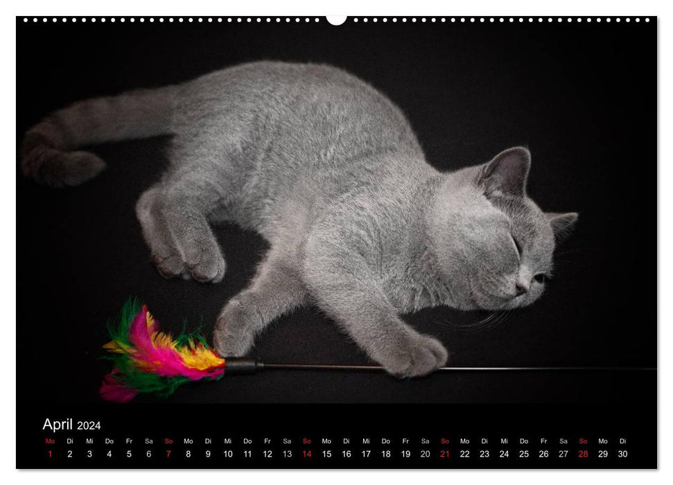 Bärige Schmusetiger - Britisch Kurzhaar / CH-Version (CALVENDO Premium Wandkalender 2024)