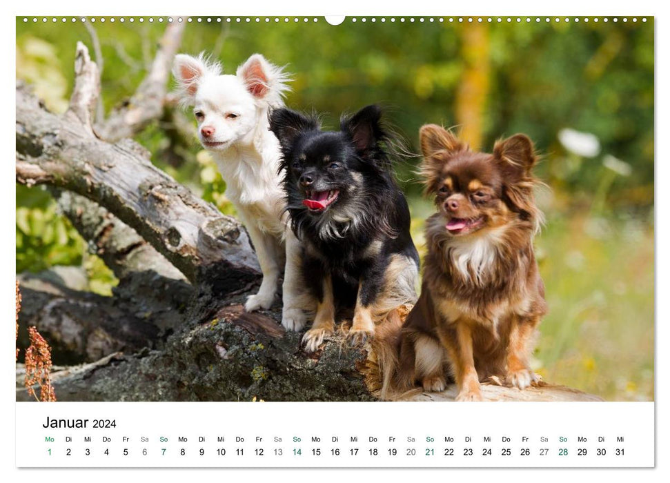 Chihuahuas - kleine Herzensbrecher (CALVENDO Premium Wandkalender 2024)