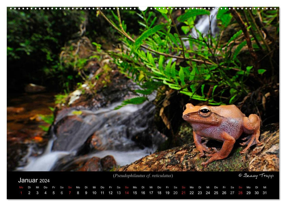 Frösche (CALVENDO Premium Wandkalender 2024)