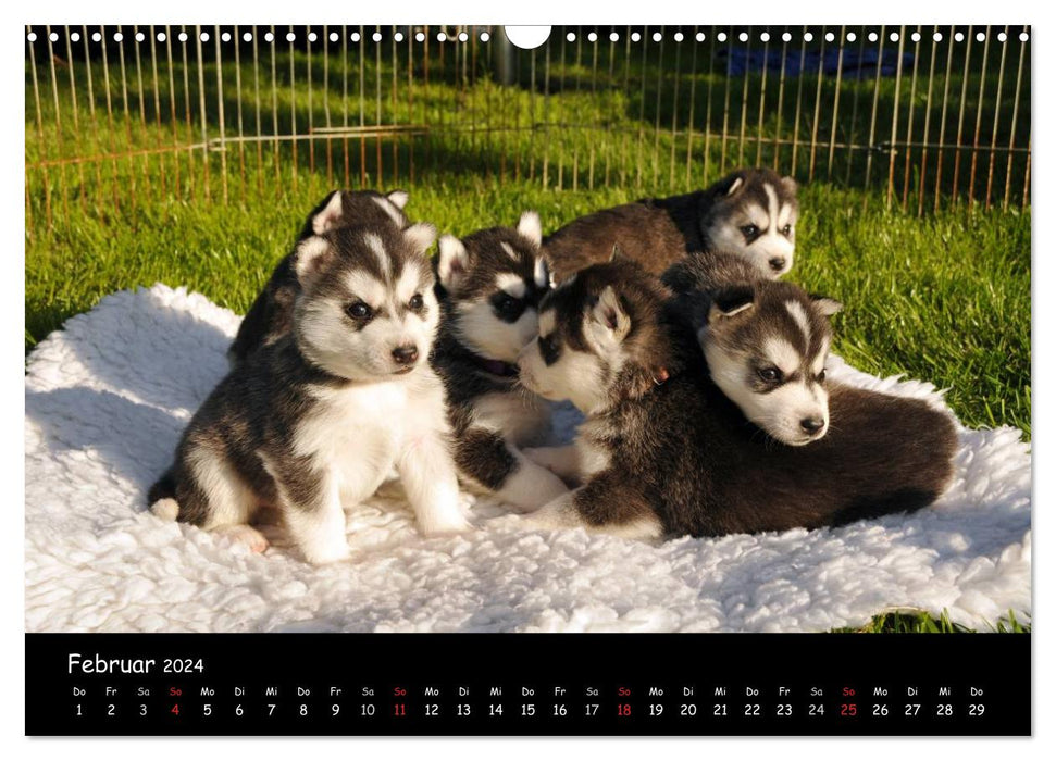 Huskys - Traumhunde (CALVENDO Wandkalender 2024)