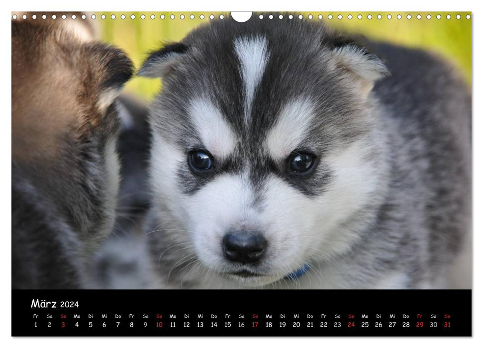 Huskys - Traumhunde (CALVENDO Wandkalender 2024)