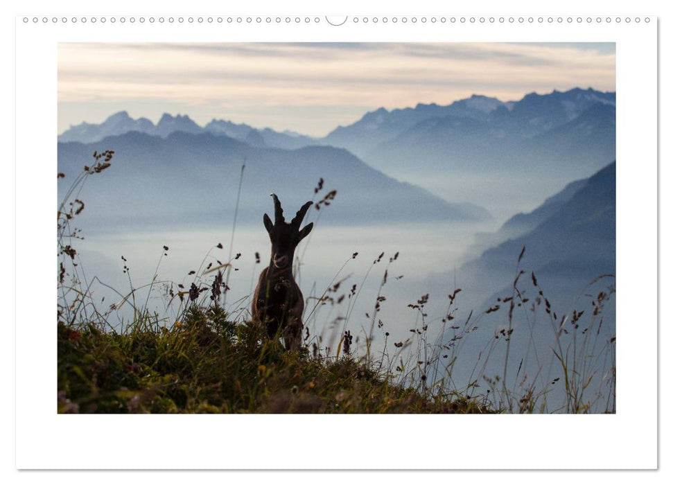 STEINBÖCKE Hautnah im Berner Oberland (CALVENDO Premium Wandkalender 2024)