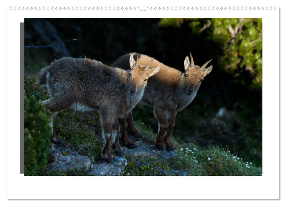 STEINBÖCKE Hautnah im Berner Oberland (CALVENDO Premium Wandkalender 2024)