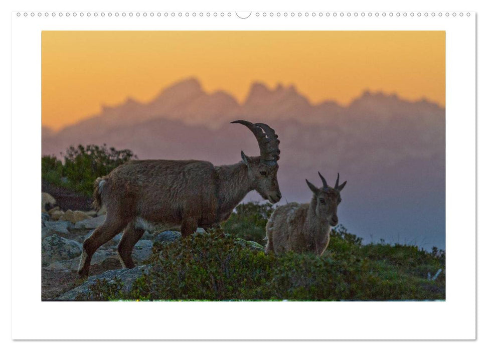 STEINBÖCKE Hautnah im Berner Oberland (CALVENDO Premium Wandkalender 2024)