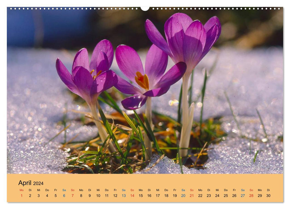 Wildblumen 2024 (CALVENDO Premium Wandkalender 2024)