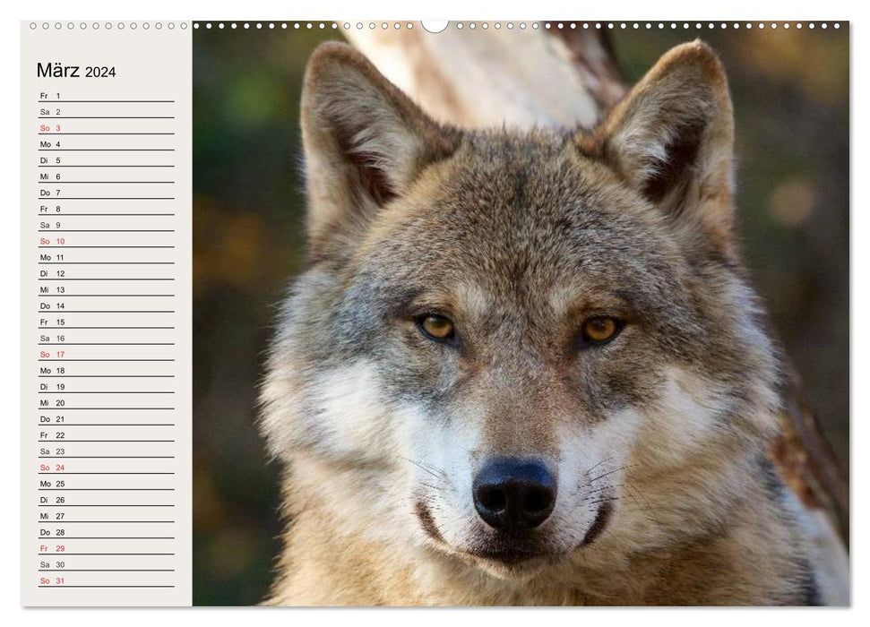 Wölfe. Verwegene Anmut (CALVENDO Wandkalender 2024)