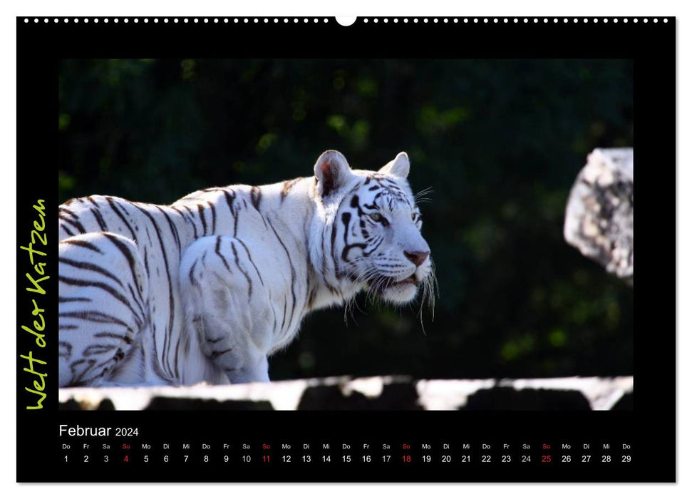 Welt der Katzen - Tiger (CALVENDO Premium Wandkalender 2024)