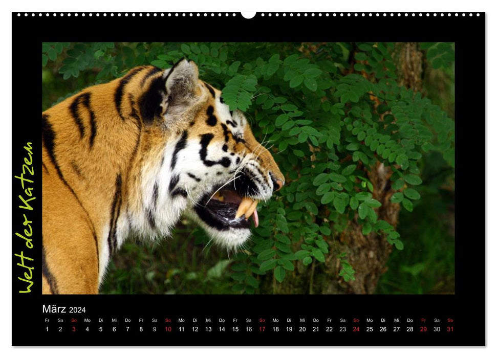 Welt der Katzen - Tiger (CALVENDO Premium Wandkalender 2024)