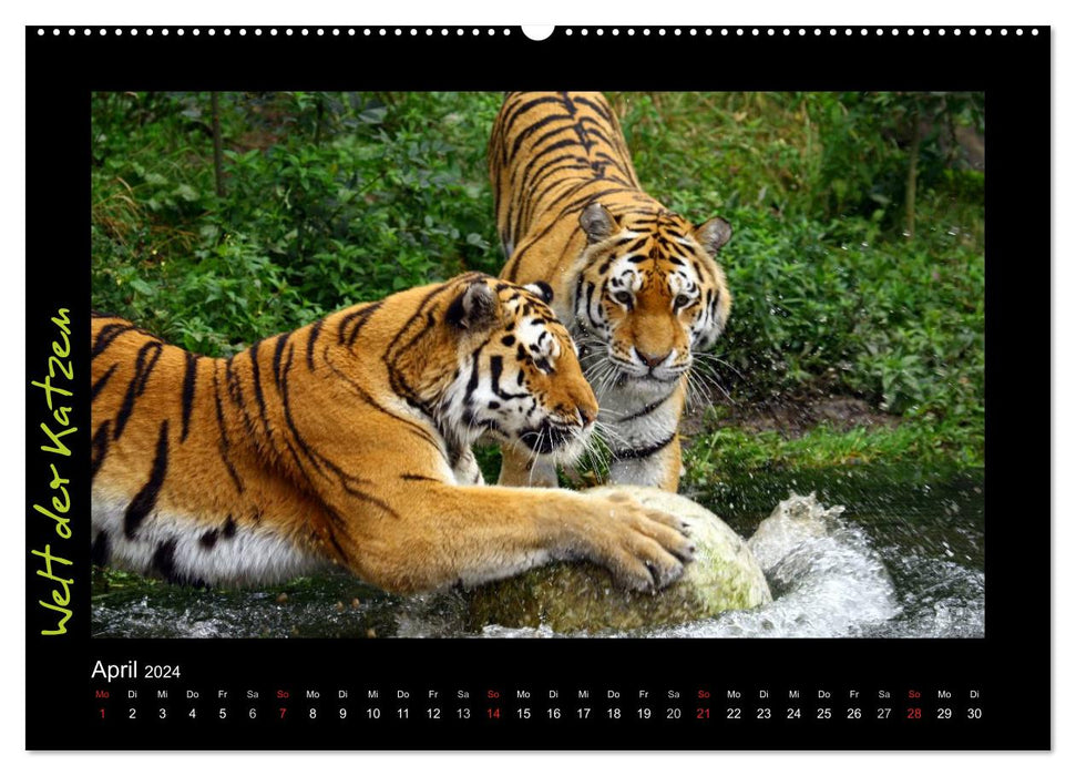 Welt der Katzen - Tiger (CALVENDO Premium Wandkalender 2024)