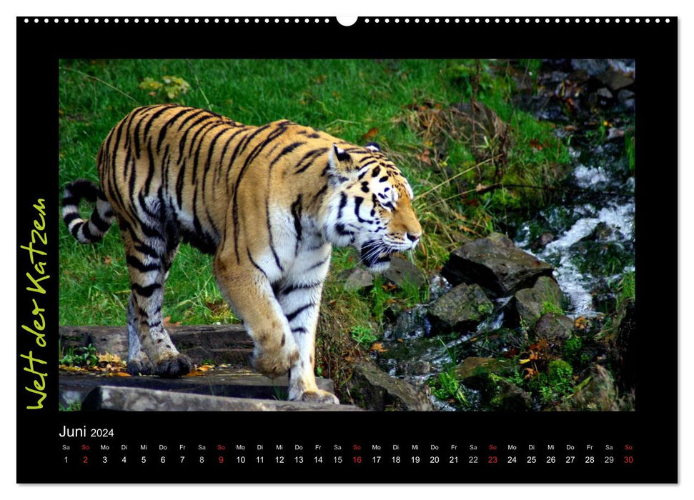 Welt der Katzen - Tiger (CALVENDO Premium Wandkalender 2024)