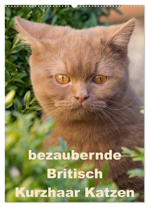 bezaubernde Britisch Kurzhaar Katzen (CALVENDO Wandkalender 2024)