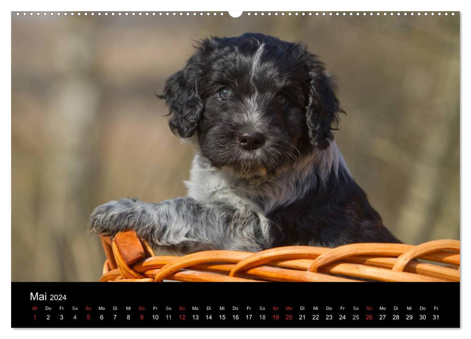 Hundewelpen (CALVENDO Wandkalender 2024)