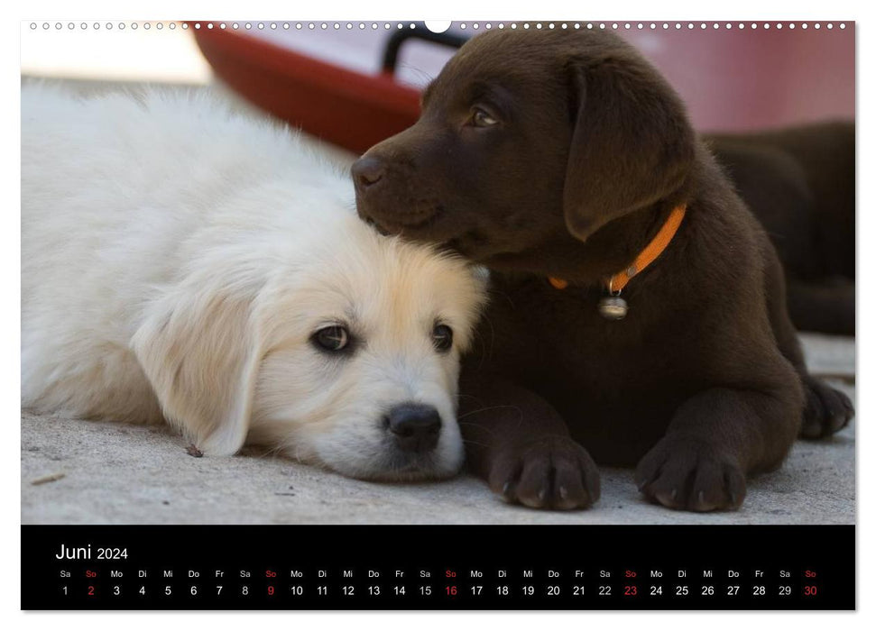 Hundewelpen (CALVENDO Wandkalender 2024)