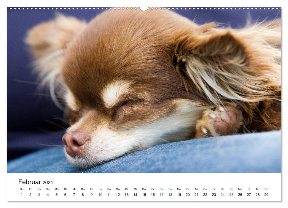 Chihuahuas - kleine Herzensbrecher (CALVENDO Wandkalender 2024)