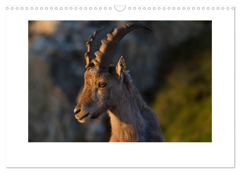 STEINBÖCKE Hautnah im Berner Oberland (CALVENDO Wandkalender 2024)