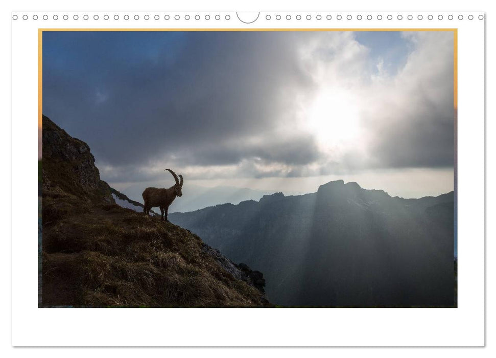 STEINBÖCKE Hautnah im Berner Oberland (CALVENDO Wandkalender 2024)