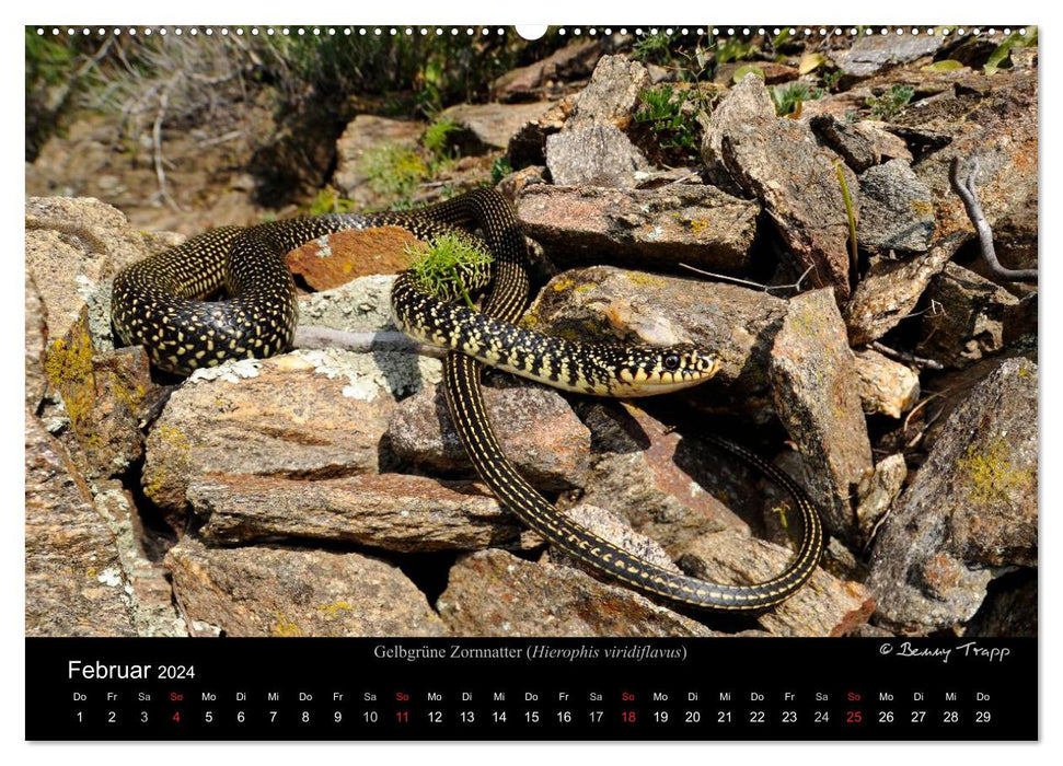 Schlangen (CALVENDO Wandkalender 2024)