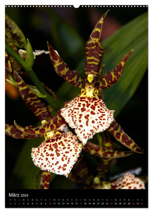 Faszination Orchideen (CALVENDO Wandkalender 2024)