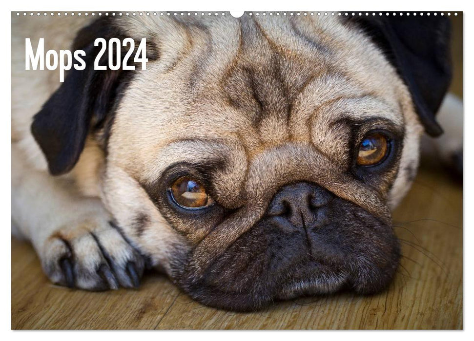 Mops 2024 (CALVENDO Wandkalender 2024)