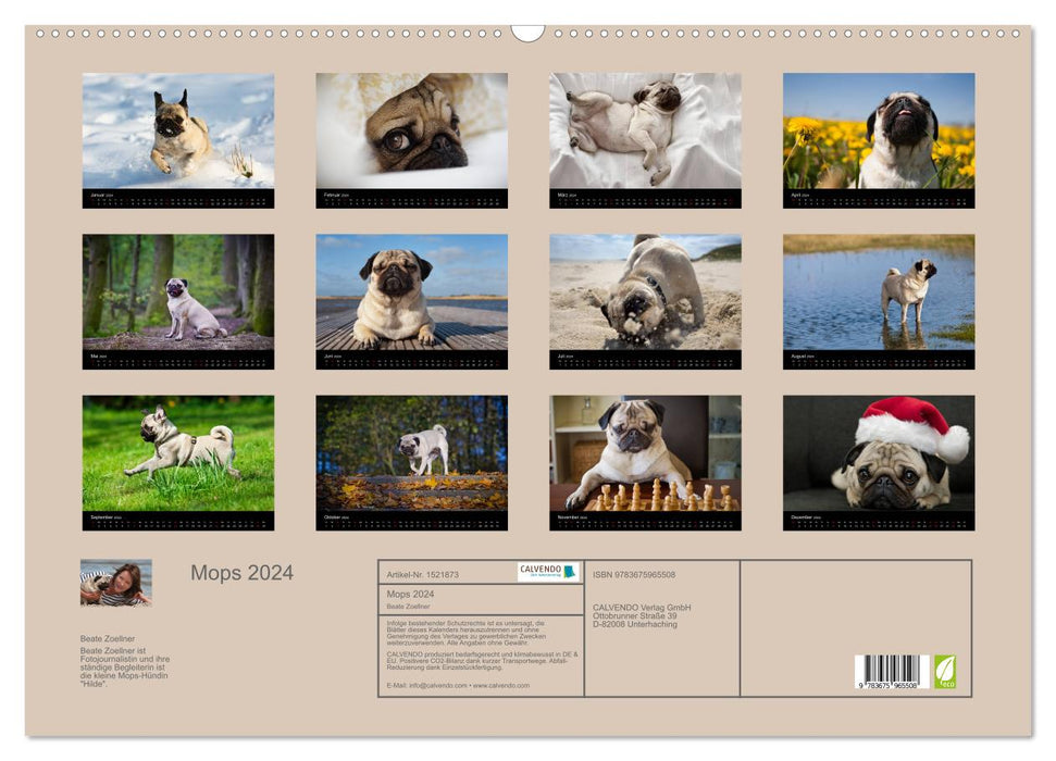 Mops 2024 (CALVENDO Wandkalender 2024)