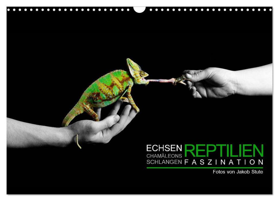 Faszination Reptilien (CALVENDO Wandkalender 2024)