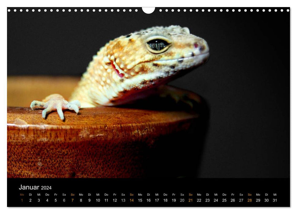 Faszination Reptilien (CALVENDO Wandkalender 2024)