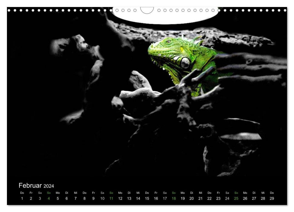 Faszination Reptilien (CALVENDO Wandkalender 2024)