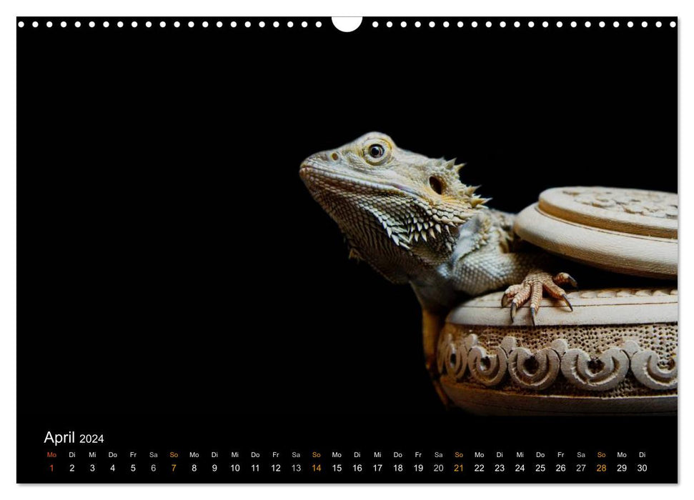 Faszination Reptilien (CALVENDO Wandkalender 2024)