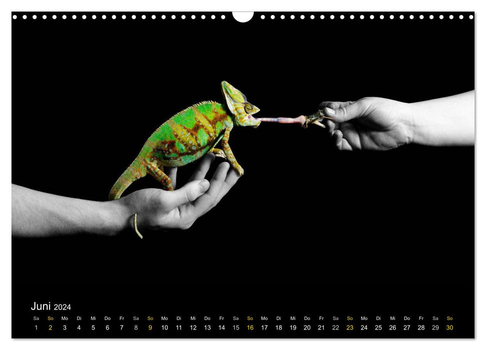 Faszination Reptilien (CALVENDO Wandkalender 2024)