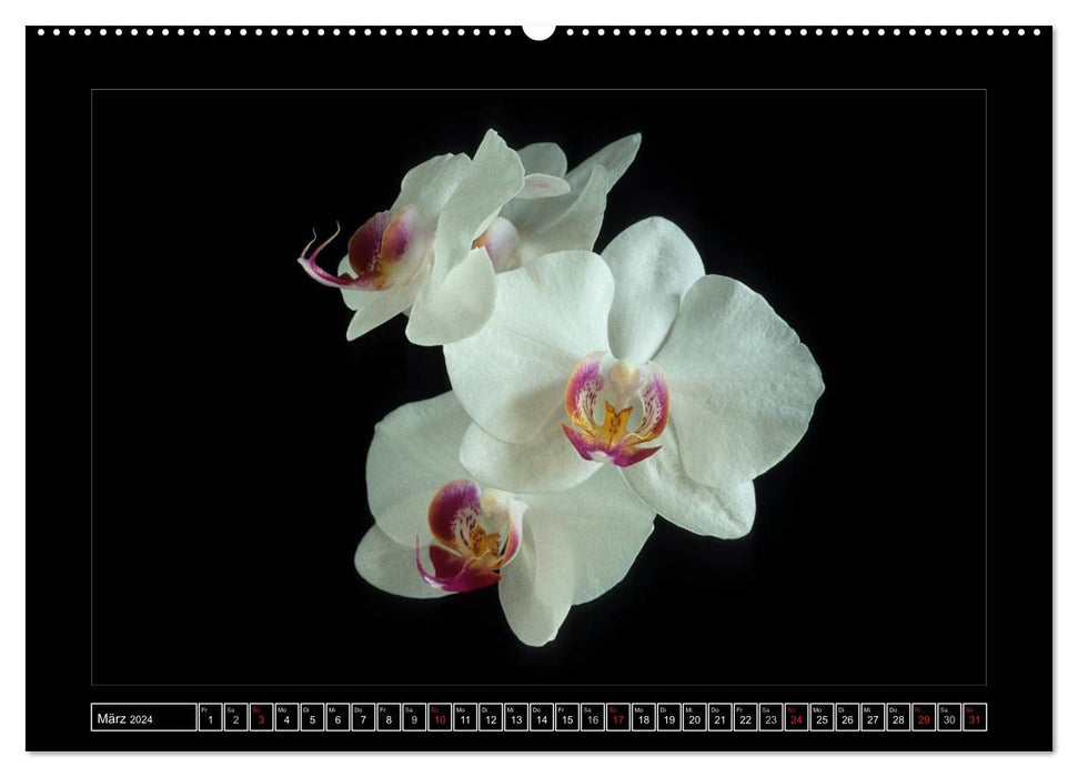 Orchideen 2024 (CALVENDO Wandkalender 2024)