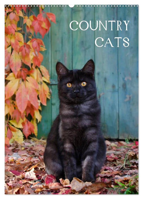 COUNTRY CATS (CALVENDO Wandkalender 2024)