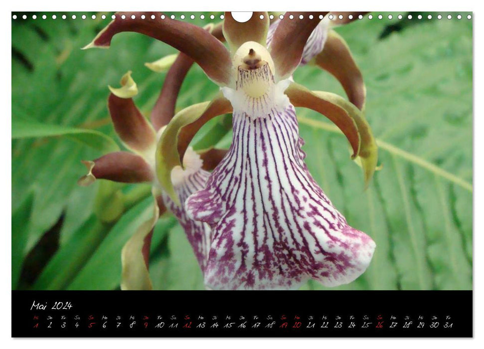 Farbenreiche Orchideen (CALVENDO Wandkalender 2024)