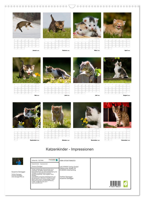 Katzenkinder - Impressionen (CALVENDO Wandkalender 2024)