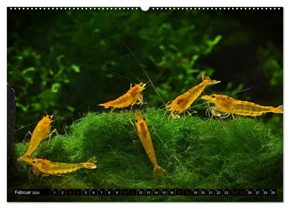 Dwarf Shrimps (CALVENDO Wandkalender 2024)