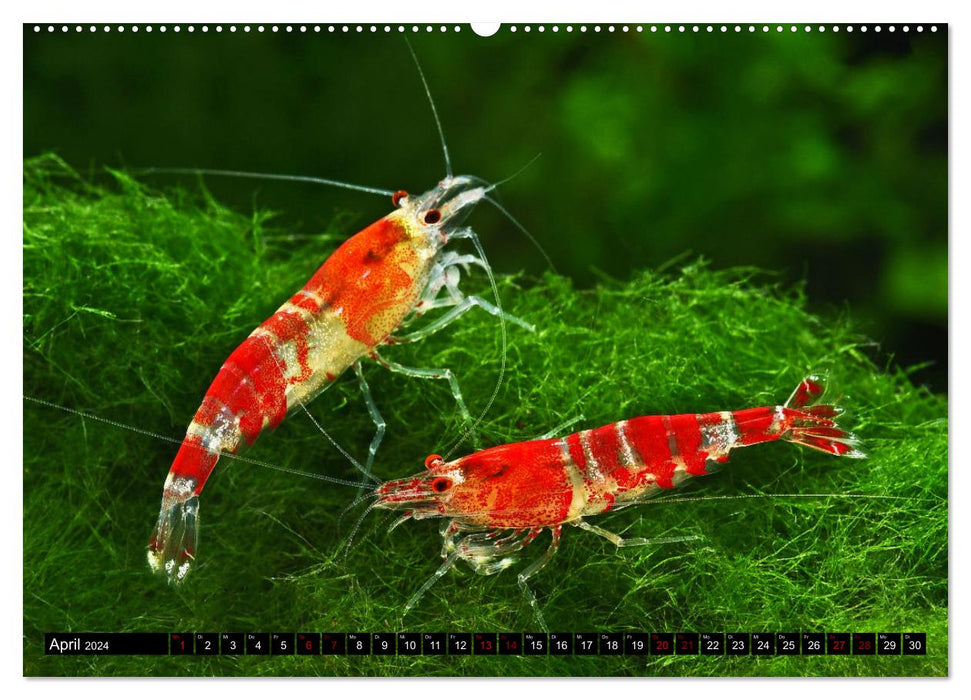 Dwarf Shrimps (CALVENDO Wandkalender 2024)