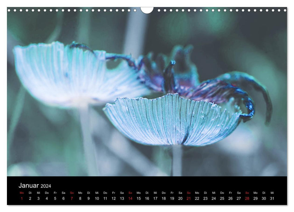 Blumen Träumchen (CALVENDO Wandkalender 2024)