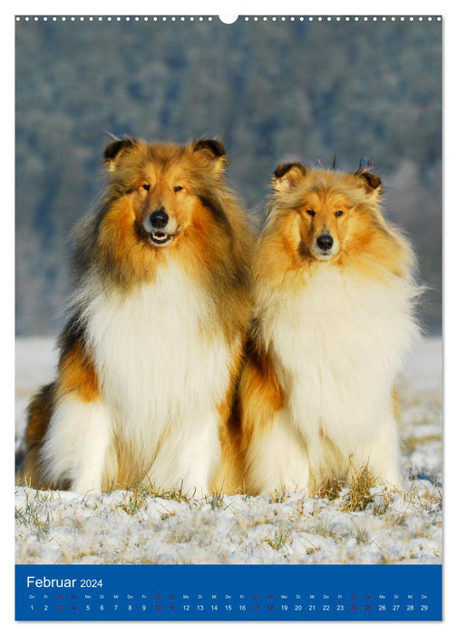 Traumhund Collie - Glück auf vier Pfoten (CALVENDO Premium Wandkalender 2024)