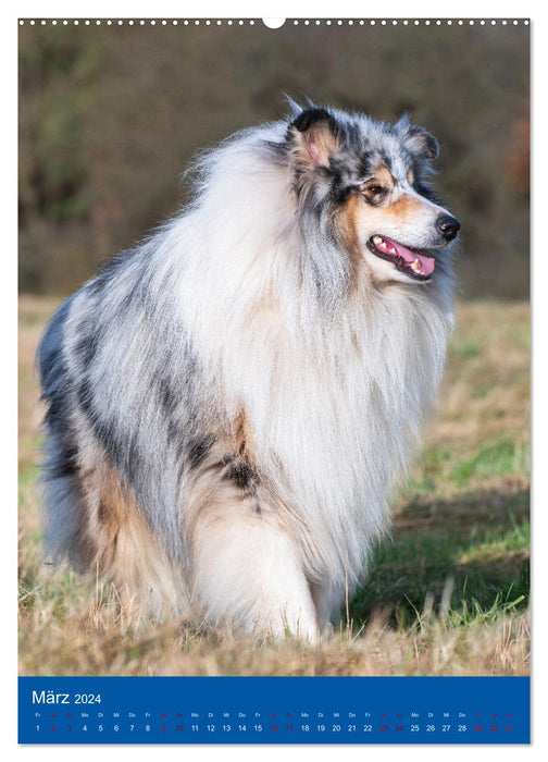 Traumhund Collie - Glück auf vier Pfoten (CALVENDO Premium Wandkalender 2024)